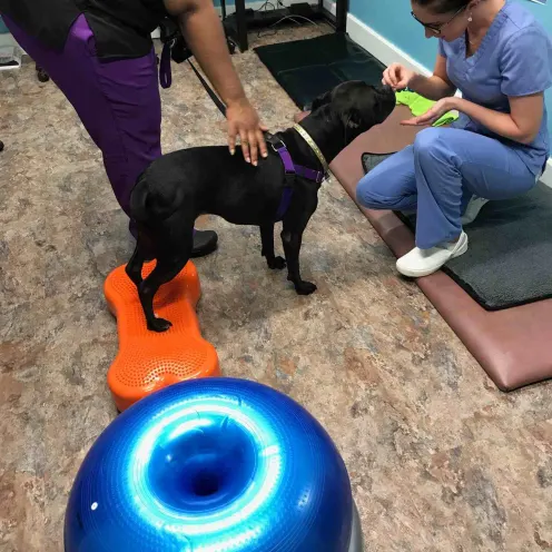 Dog getting treats while doing therapy at Pittsburgh Premier Veterinary Care